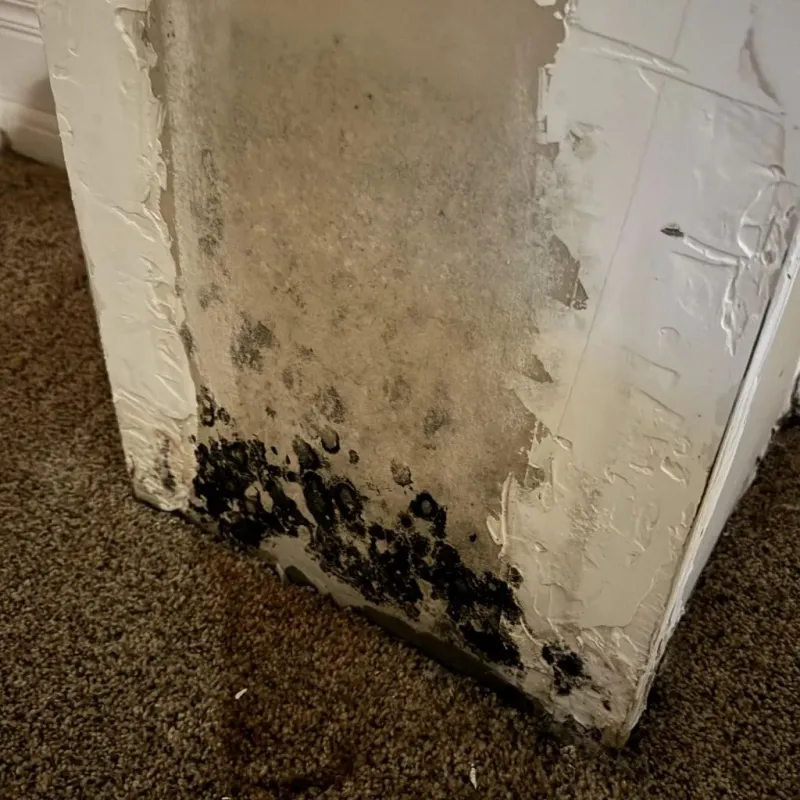 Professional Mold Removal in Matador, TX